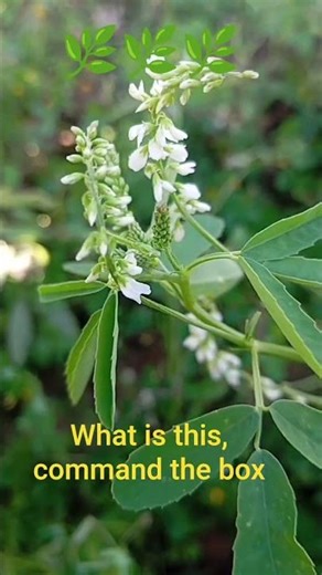 What is this command the box #shortvideo #simon Vlogs 4V#ekmotahathighumechala