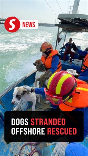 Dogs stranded at sea-based TNB tower rescued by Civil Defence Force