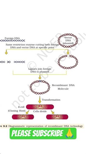 How Recombinant DNA Technology Works | Biology Shorts #ytshorts #yt