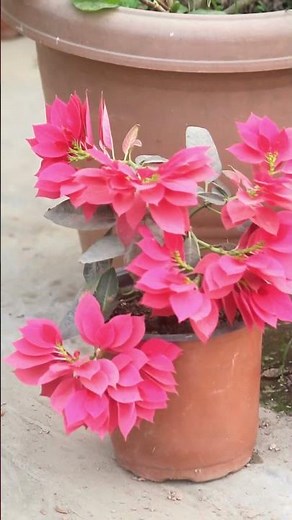 2 SIMPLE TIPS 👉 Stop killing new plants