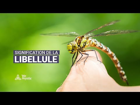 Le présage de la libellule