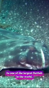 Discover the Pacific Halibut—one of the world’s largest flatfish, known for its size, strength, and ambush hunting on the seafloor. #OceanGiants #MarineLife #oceanlife #highlights #explorereels | EarthPulse Vibes