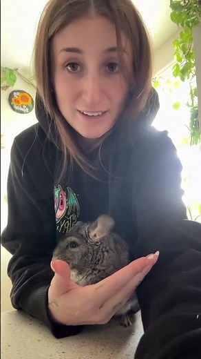 Rabbit VS Chinchilla