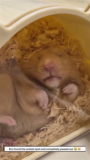 This Hamster Is Sleeping Like He Pays No Rent 😂🐹💤