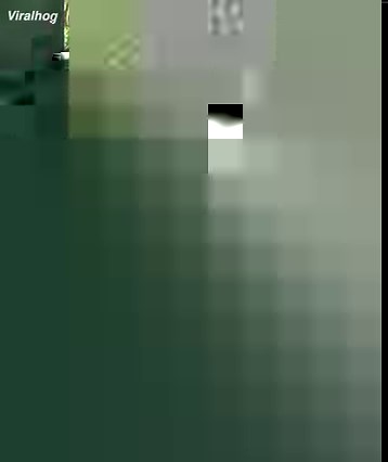 860K views · 5.3K reactions | The cat has no fear, he isn`t afraid of the owl, but a owl shows all her beauty. Credit: ViralHog | Bright | Facebook