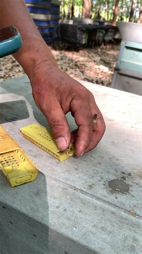 Keeping the Queen Bee Safe 👑🐝 | Hive Management Tip