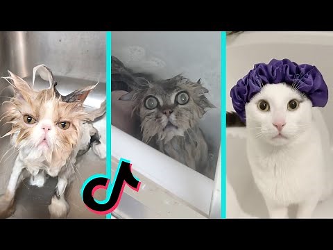 Cat vs Bath time - Funny Cats Bathing Compilation | Tiktok Compilation