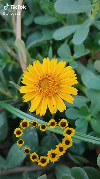 Stunning Sunflower in Bloom: A Visual Journey