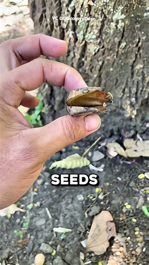 The World's Most Dangerous Tree! 🌳💥 | Triveni Talks #shorts