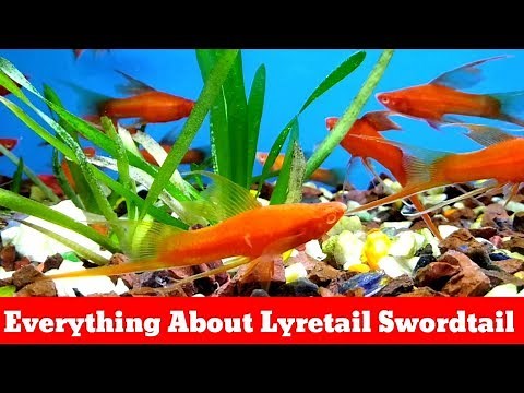 Everything About Lyretail Swordtail