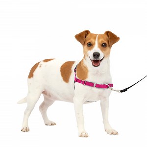 PetSafe Easy Walk Dog Harness, No Pull Leash, prevents from Choking on Walks, Raspberry, S