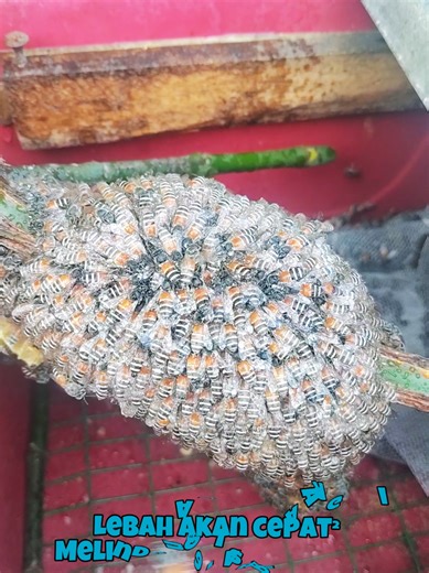 BroHoney.. Pindah Dan Selamatkan Lebah Apis Florea Di Kampung Rinching Hilir Semenyih #sengat #apisflorea #tolongfyp #selamatkanlebah #lebah