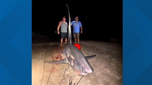 After a 6-hour struggle, anglers reel in 16-foot shark off Long Island Sound