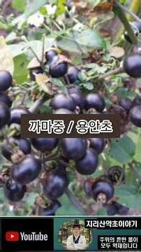 까마중 – 종기. 타박상, 악성종양, 만성기관지염