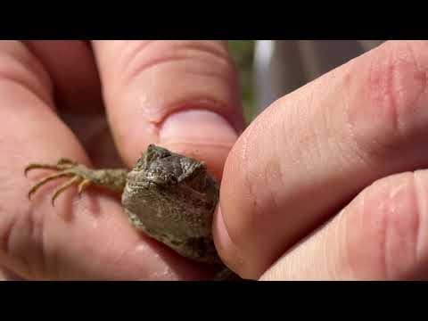 Removing a Tick from a Blue Belly Lizard | Up Close #WildlifeRescue