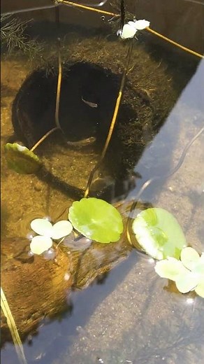 Natural outdoor pond of guppy fries 😲 || #guppy #guppyfishfarming #naturalpond #guppyfries