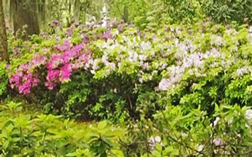 OpenSees从入门到精通（持续更新）