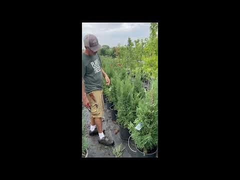 Trimming Taylor Junipers with Tim