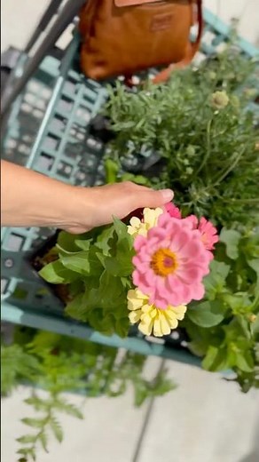 Is it worth buying plants? #garden #flower #summer
