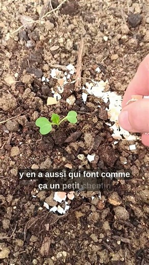 Stop aux limaces 🐌 astuce coquilles d’œufs