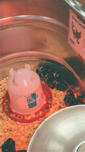 14 fluffy problems that were absolutely worth it #chickens #farming #cute