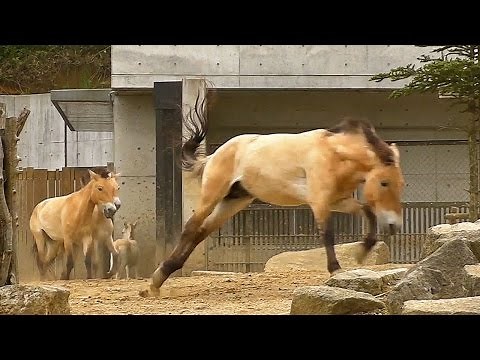 走るモウコノウマたち（多摩動物公園）Przewalski's Wild Horse Run