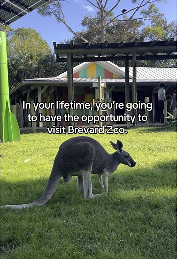 Explore Brevard Zoo: A Must-Visit Animal Adventure