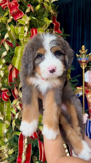 Namaste Bernedoodles on Instagram: "What is an Ultra Bernedoodle? 🐾 An Ultra Bernedoodle isn’t a different breed, it just means this puppy has more Bernese Mountain Dog in the bloodline rather than being multigenerational. Both parents are still Bernedoodles, but with a higher Bernese influence that gives them that classic Bernese look. “Ultra” pups usually have a stronger build, thicker bone, a teddy-bear face, and a fuller, balanced body with clean coat patterns. Simply put: same Bernedoodle 