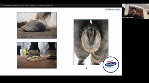Do you know the signs to look out for with a horse that has Laminitis? Luke-Wells Smith explains the clinical signs that are typical in this situation and runs through some examples of chronic Laminitis. | Pryde's EasiFeed