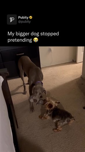 Pubity on Instagram: "😭 Bigger dogs are often gentle with smaller dogs because they instinctively understand their own strength and recognize the smaller dog as more fragile. This awareness comes from body language cues and social learning, where dogs pick up on how others react to size and energy levels. Many large breeds are also bred for calm temperaments, making them naturally patient and careful during play or interaction. (Luke perry via ViralHog) #dogs"