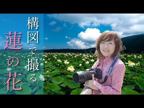 【構図が大事】蓮の花撮影法🌸望遠ズームレンズが便利です♪