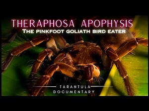The Pinkfoot Goliath Bird Eater: Theraphosa apophysis - Tarantula documentary