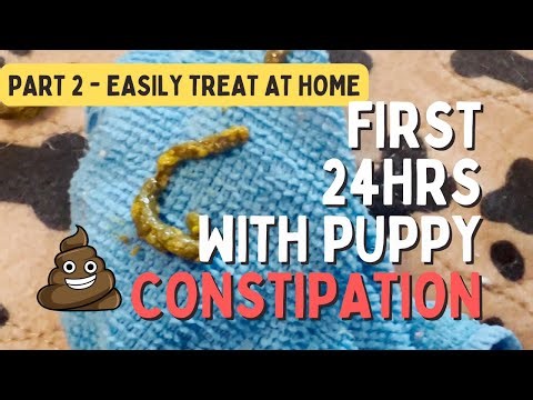 Puppy Poop What YOU NEED TO KNOW!