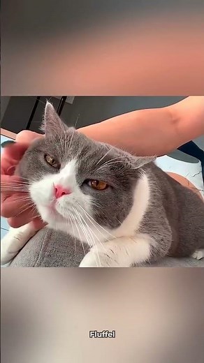 When The Cat Makes Funny Noises