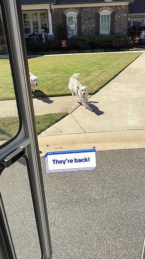 Dog Adventures: Asher and Daphne's Joyful Bus Rides