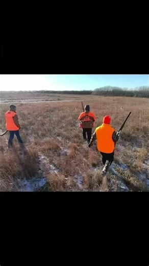 Chasing bobwhite quail in Kansas! #hunting #publiclandhunting #quail #birddog #dogtraining