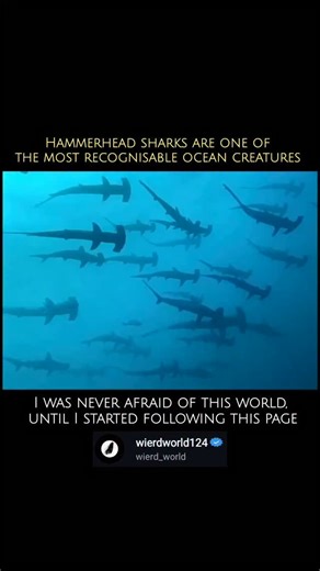 wierd_world134 on Instagram: "Hammerhead Sharks are one of the most recognizable and unique groups of sharks in the ocean, instantly identified by their flattened, T-shaped heads. ​This unusual head shape, called a cephalofoil, isn't just for looks—it gives them several major advantages: ​Superior Vision: With their eyes positioned at the ends of the "hammer," they get an almost 360-degree field of vision in the vertical plane (above and below them), making it difficult for prey to sneak up. ​En