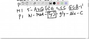 SOLVED:A frameshift mutation that results in the insertion of three nucleotides is often less deleterious than a mutation that results in the insertion of one nucleotide. Why?