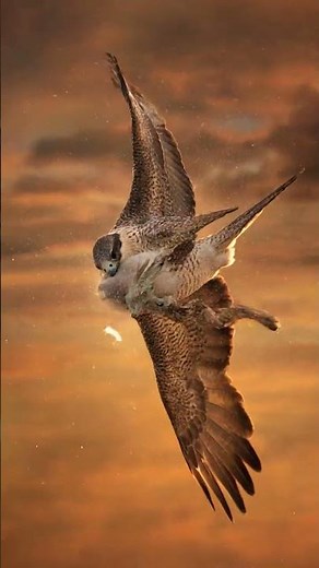 💨 El Halcón Peregrino es REALMENTE el animal más rápido del mundo