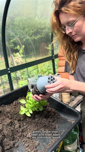 The quickest way to lots of basil? 🌱