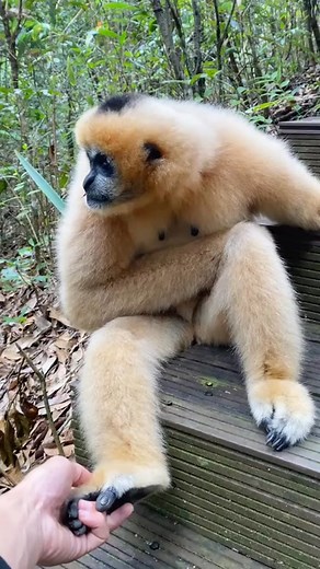 1.1M views · 51K reactions | The docile and clingy gibbon #tiktok #animals #fyp #funny #gibbon | Funnydog01 | Facebook