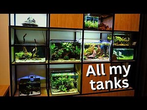 Revealing my Fishroom for the First Time! All aquariums, No secrets!