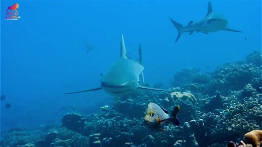 The Night Hunter: Exploring Deep Sea Fishing at Night
