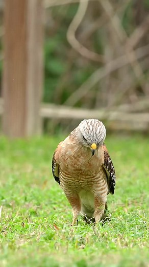 2.5M views · 90K reactions | I watched this beautiful red-shoulder...