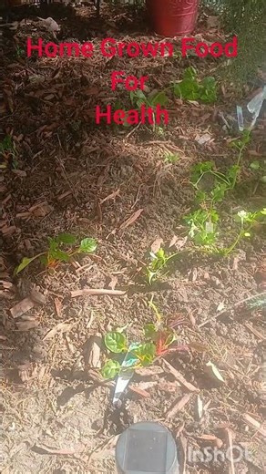 Gardening For Health #garden #gardening
