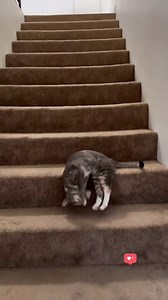 8K views · 10K reactions | Be right there mom… Save a paw, find a friend on @wearewildwatchers . Link in bio to adopt a pet today or support this project  #wearewildwatchers #animalrescue #animaladoption #adoptdontshop #petadoption #adoptapet #animallovers #animallove #rescuepet #animalrescuevideos #animalwelfare #dogrescue #catrescue #catlovers #catsofinstagram | One Green Planet | Facebook