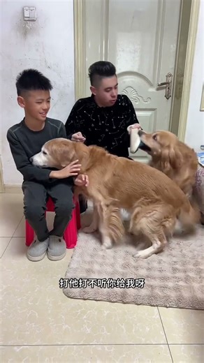 Is this composition so hard to find? Ready-made dogs, ready-made talents, cute plans for all kin