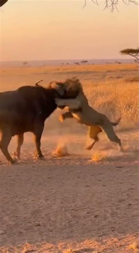 Mama Buffalo GORES Lion - SAVES Baby Calf! 🐃 새끼구출 🐃 救出 #viral #buffalo #rescue