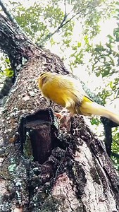 95K views · 3.9K reactions | Free Canary bird Singing  . . . . . #animalshots #birdlife #birdlove #canary #Kanarienvögel #birds_of_instagram #instapet #birdlover #animals #pet #birdworld #instabirds #ig_birds #loves_birds #bestnatureshot #your_best_birds #animazing_birds #cutebirds #bird_lovers_daily #stuttgart #beautiful #beautifulbirds #ig_birdlovers #ic_birds #birdingphotography #instabird #birdsplanet #birdstagram #reels | Canary birds Kanarienvögel | Facebook