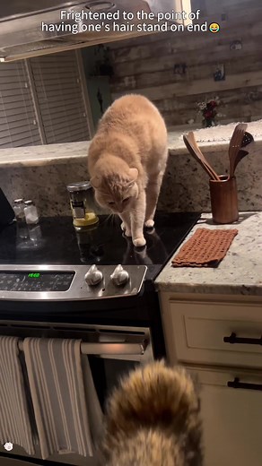 Funny Cat Moments That Will Make You Laugh Out Loud